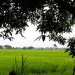 Patrimonios Vivos 2011 10