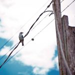 Patrimonios Vivos 2013 2