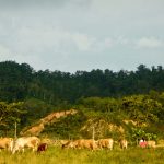 Patrimonios Vivos 2013 26