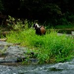 Patrimonios Vivos 2013 4