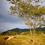 Patrimonios Vivos 2013 71